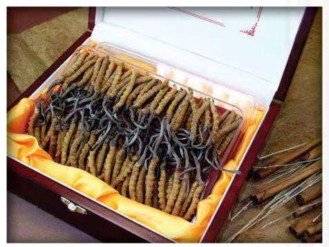 贵南冬虫夏草回收